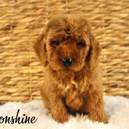 Moonshine - Red  male Goldendoodle puppy in Casa Grande, Arizona from AzDoodle Dandies