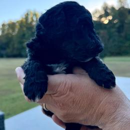 Red Boy (Ron) - Black and white male Bernedoodle puppy in Moulton, Alabama from Triple W Doodles