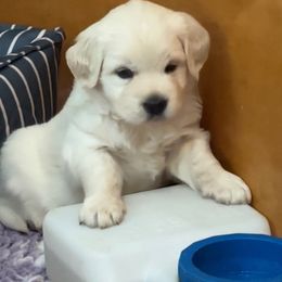 Golden Retriever Puppies from INGOLD Retrievers