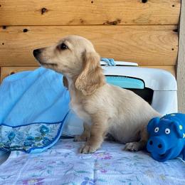 Dingo - Cream male Dachshund puppy in Cherry Tree, Oklahoma from Peavine Creek Dachshunds