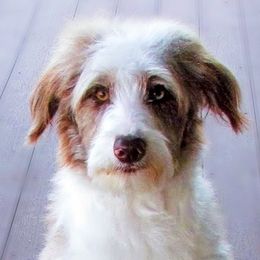ZaZa - Bordoodle