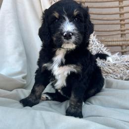 Valerie - Tri-color female Bernedoodle puppy in New River, Arizona from Sonoran Standard Doodles