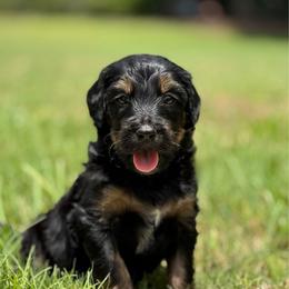 Sandbar - Tri-color male Bernedoodle puppy in Clermont, Florida from Shadow Bernedoodles & Dog Training