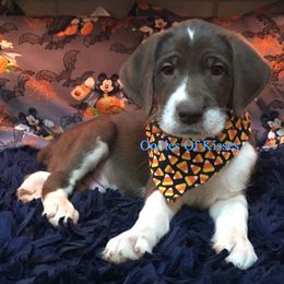 Assorted Doodle Crosses Puppies from Oodles of Kisses' Great DaNoodles