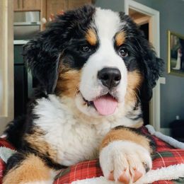 Bernese Mountain Dogs from Winterfell Bernese Mountain Dogs