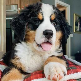 Bernese Mountain Dogs from Winterfell Bernese Mountain Dogs