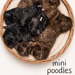 Stoney - Brown male Poodle puppy in Nacogdoches, Texas from Nacadoodles