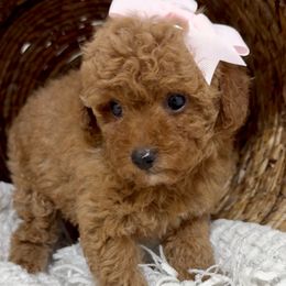 Walnut (Toy Poodle) - Red female Maltipoo puppy in Spring, Texas from GlamPaw Maltipoos