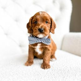 Leonard - Red  male Goldendoodle puppy in Sterling, Illinois from Charley's Goldendoodles