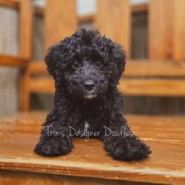 Zora - Black and white female Aussiedoodle puppy in Centreville, Mississippi from Trin's Designer Doodles