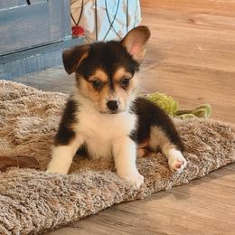 Spooky - Black and tan male Pembroke Welsh Corgi puppy in Northwood, Iowa from Sorrel Sands Corgis