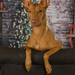 Pharaoh Hounds from Seance Pharaoh Hounds