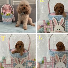 Cockapoo Puppies from Martin's Cockapoos