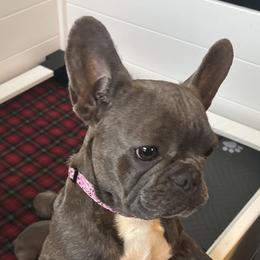Penny - French Bulldog