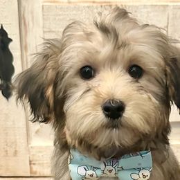 Bernedoodles, Goldendoodles, and Havapoos from Kruger Doodles