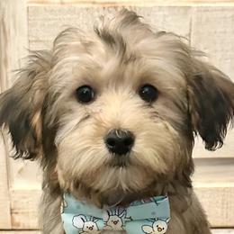 Bernedoodles, Goldendoodles, and Havapoos from Kruger Doodles