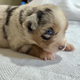 Everett - Blue merle male Miniature Australian Shepherd puppy in Dillwyn, Virginia from Sand Creek Toy and Mini aussies