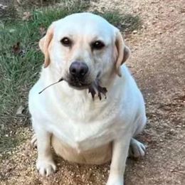 Piper - Labrador Retriever