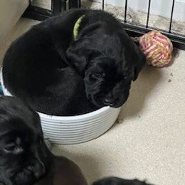 French Bulldog and Labrador Retriever Puppies from Horseman Hilltop Labradors and Jodee's Frenchies
