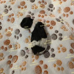 Bourbon - Parti male Miniature Schnauzer puppy in Crestview, Florida from Dees Schnauzers
