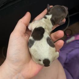 Liberty - Piebald female Dachshund puppy in Mesquite, Texas from 208 Dox Dynasty