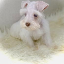 Dash - White male Miniature Schnauzer puppy in Overton, Texas from Beards & Bows Schnauzer Farm