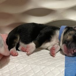 Boy 1 - Black and tan male Pembroke Welsh Corgi puppy in Brighton, Colorado from Swezey Pembroke Welsh Corgis