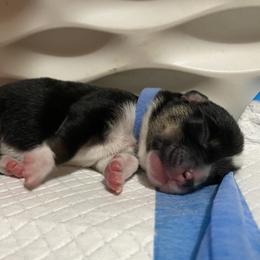 Boy 1 - Black and tan male Pembroke Welsh Corgi puppy in Brighton, Colorado from Swezey Pembroke Welsh Corgis