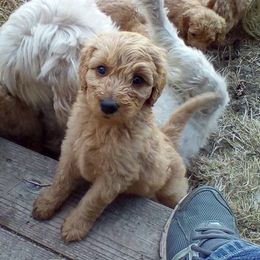 Goldendoodle and Labradoodle Puppies from Dunedoodles