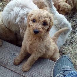 Goldendoodle and Labradoodle Puppies from Dunedoodles