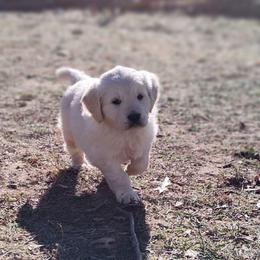 Amber - Light golden female Golden Retriever puppy in Seymour, Missouri from High Road Golden Retrievers