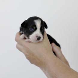 Breve - Black tri female Miniature Australian Shepherd puppy in White Oak, Texas from Triple Lake Ranch Miniature Australian Shepherds