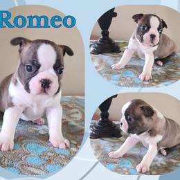Romeo - Brindle and white male Boston Terrier puppy in Rogersville, Alabama from Angel's Boston Terriers and French Bulldog