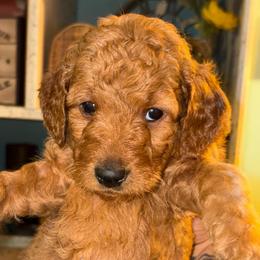 Girl 3 - Red  female Goldendoodle puppy in Holly, Colorado from Vida’s Loving Doodles