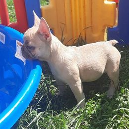 French Bulldogs from Deepwater Creek Kennels
