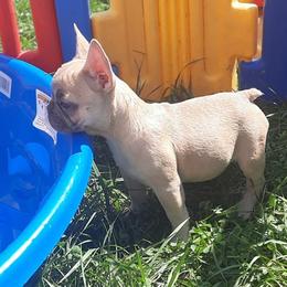 French Bulldogs from Deepwater Creek Kennels