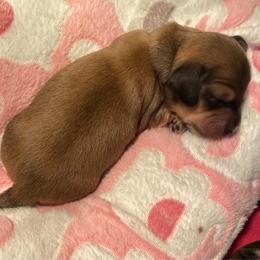 Purple collar female - Cream female Dachshund puppy in Madison, Indiana from Jensen Dobermans and Dachshunds