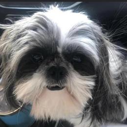 Alvin - Shih Tzu