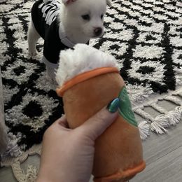 Lock - White Pomsky puppy in Clearwater, Florida from Neon Moon Pomskies