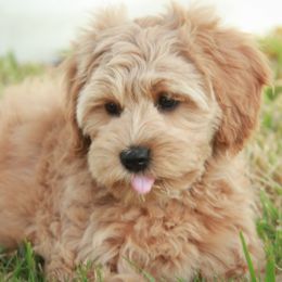 Australian Labradoodles from Lake House Doodles