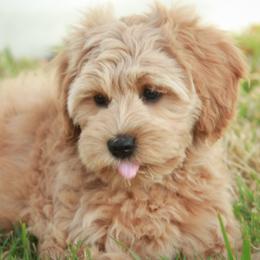 Australian Labradoodles from Lake House Doodles
