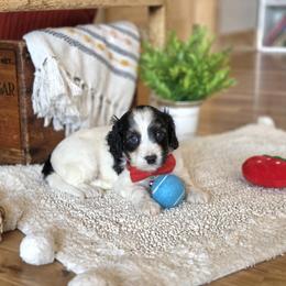 F1B Meet Boy 2 - Black and white male Cavapoo puppy in Centerville, Iowa from Barnyard Dachshunds, Dals & Doodles