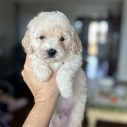 Exult - Cream male Cavapoo puppy in Arabi, Georgia from Huckadoodle Farm