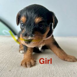 Coco - Black and gold female Yorkipoo puppy in New Britain, Connecticut from Goldendoodles Yorkiepoo Stars CT