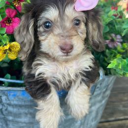Moxie girl one - Dapple female Dachshund puppy in Payette, Idaho from NT Mini Doxies
