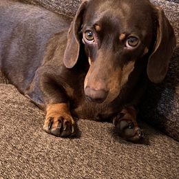 Olli - Dachshund