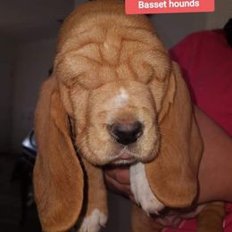 Basset Hound Puppies from Majestic Desert Basset Hounds