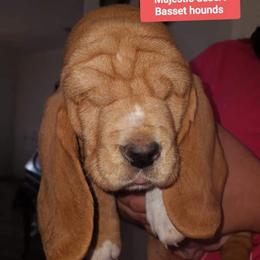 Basset Hound Puppies from Majestic Desert Basset Hounds