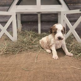 Clarice - Parti female Poodle puppy in Statesboro, Georgia from Briar Creek Kennels