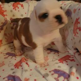 Naomi - Fawn and white female Bulldog puppy in Missoula, Montana from Dazzle's Bulldogs